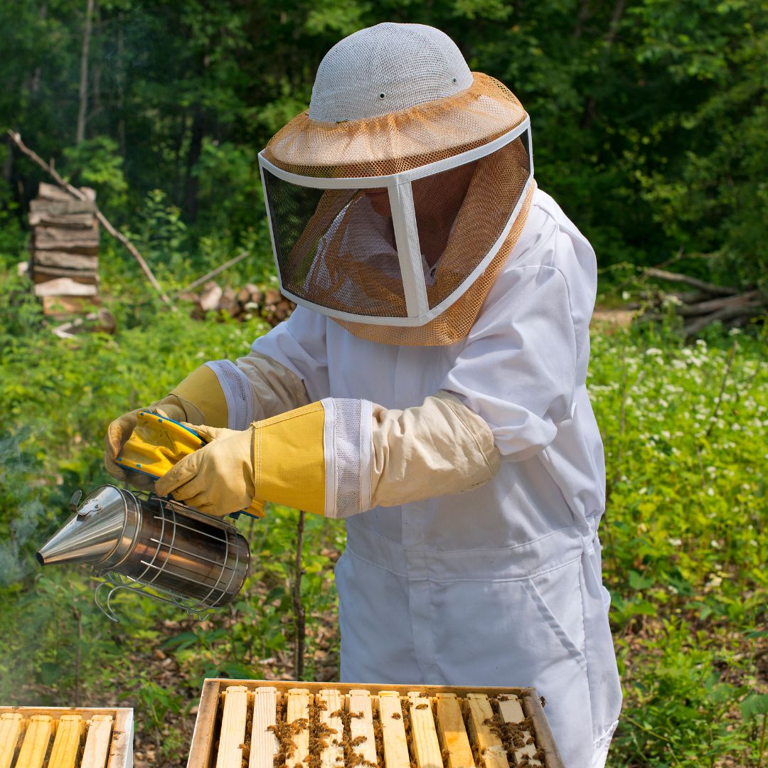 El estado actual de la apicultura en Chile y la región de la Araucanía: Una guía para nuevos apicultores