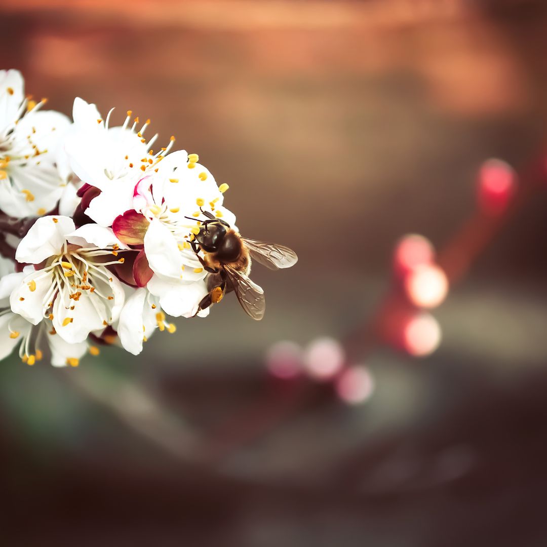 primavera-abeja-chile.jpg